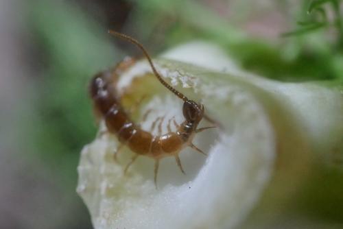 Réf. 317 462 : Lithobius sp.
